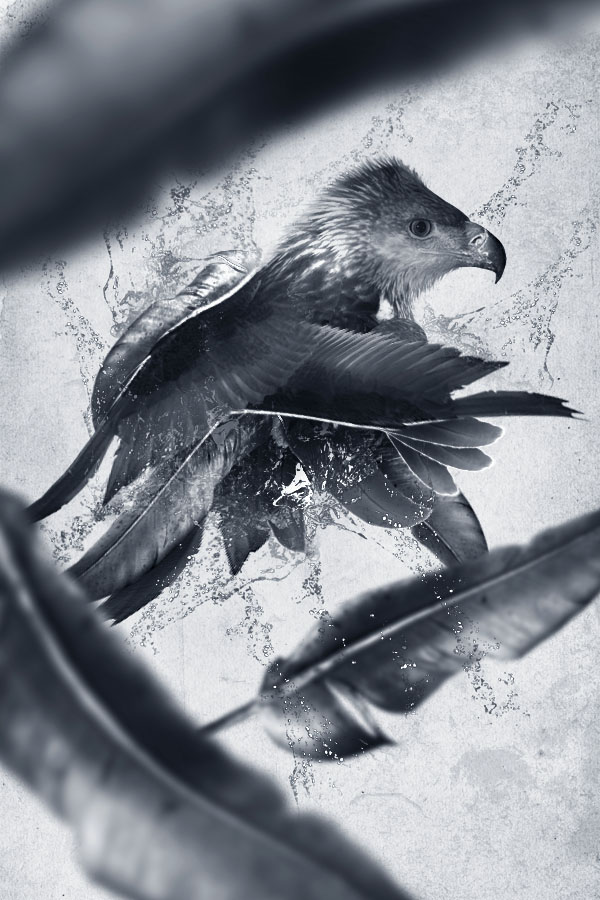 Design a Creative Bird Photo Manipulation