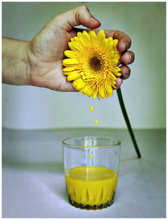 Gerbera Juice