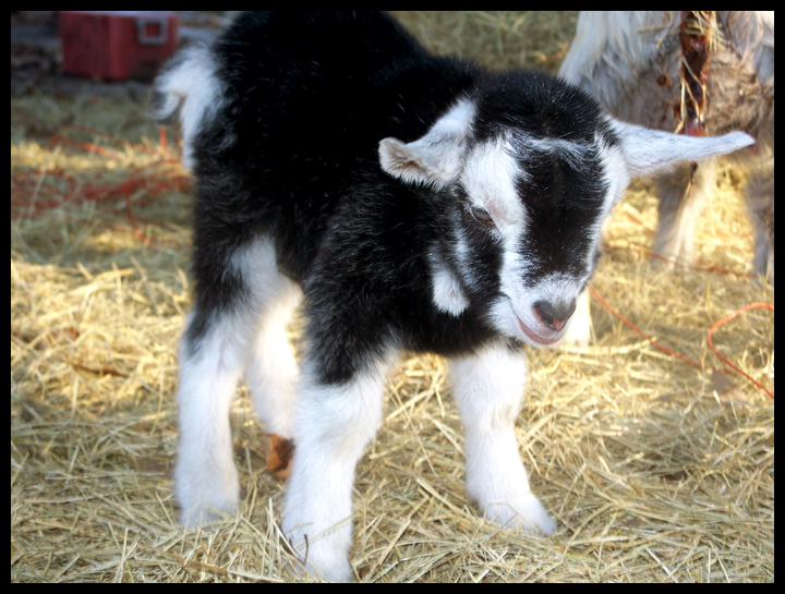 newborn-photography-16